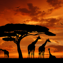 Giraffe al tramonto