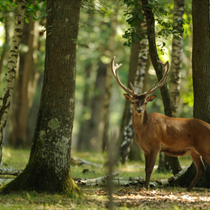 Cervo nel bosco