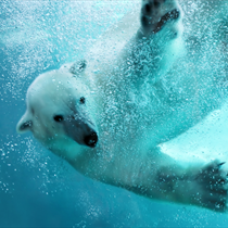 Orso bianco in acqua