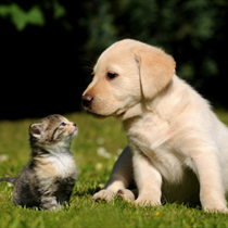 Cuccioli di cane e gatto