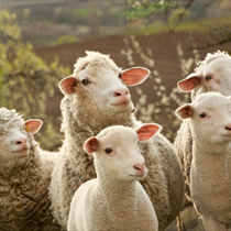 5 pecore