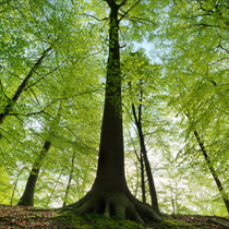 Alberi di una foresta