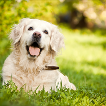 Golden Retriever felice