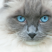 Gatto con gli occhi azzurri