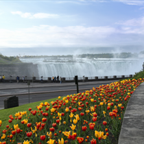 Cascate del Niagara e tulipani