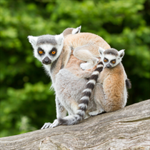 3 lemuri