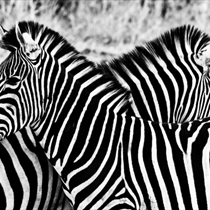 Zebre in bianco e nero