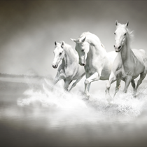Cavalli bianchi