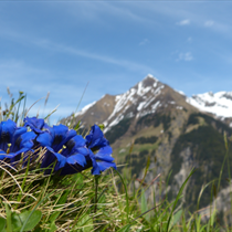 Fiori blu sulle alpi