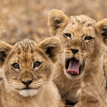 Cuccioli di leone