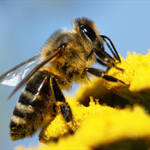 Ape impollina fiore