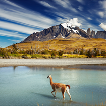 Animale nel fiume