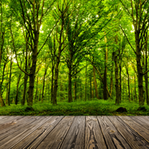 Alberi di foresta