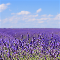 Distesa di lavanda