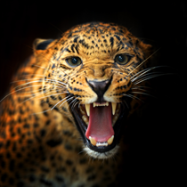 Leopardo che ruggisce