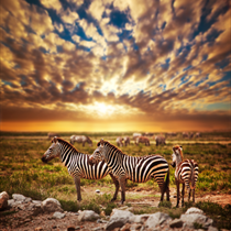 Zebre al tramonto