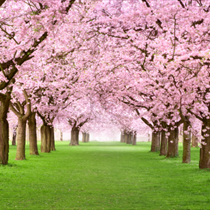 Alberi con fiori rosa