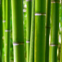 Foresta di bamboo