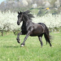 Cavallo in corsa