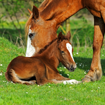 Cucciolo di cavallo