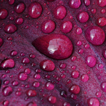 Goccia d'acqua viola