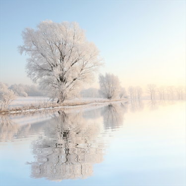 Albero innevato