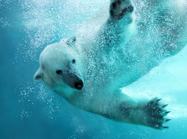 Orso bianco in acqua