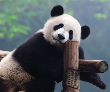 Panda in posa