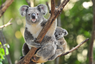 Koala con il piccolo