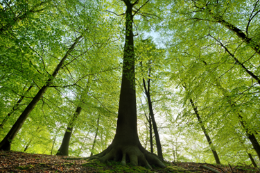 Alberi di una foresta