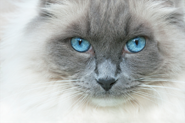 Gatto con gli occhi azzurri
