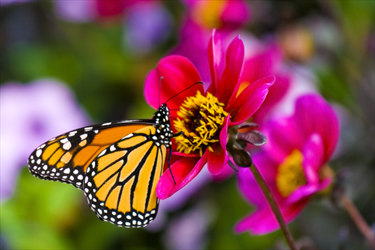 Farfalla posata su di un fiore