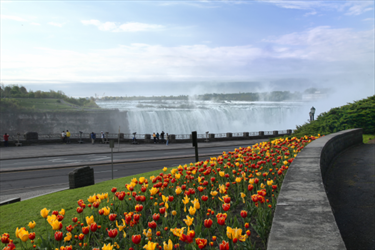 Cascate del Niagara e tulipani