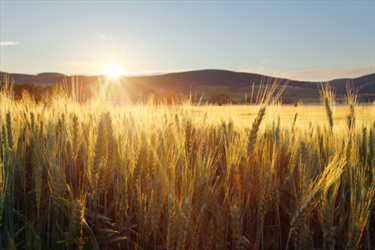 Campo di grano