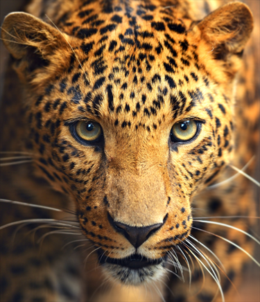 Leopardo in primo piano
