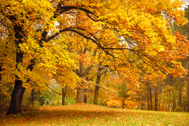 Albero autunnale