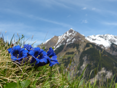 Fiori blu sulle alpi