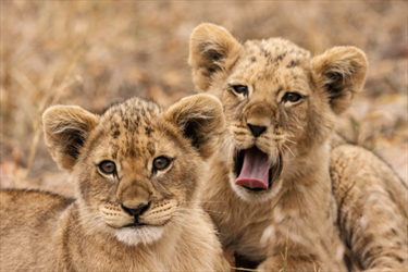 Cuccioli di leone