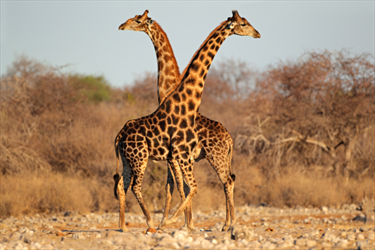 Giraffe che si abbracciano