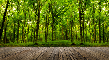 Alberi di foresta