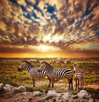 Zebre al tramonto