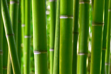 Foresta di bamboo