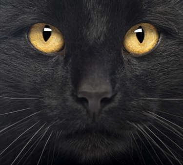 Gatto nero in primo piano