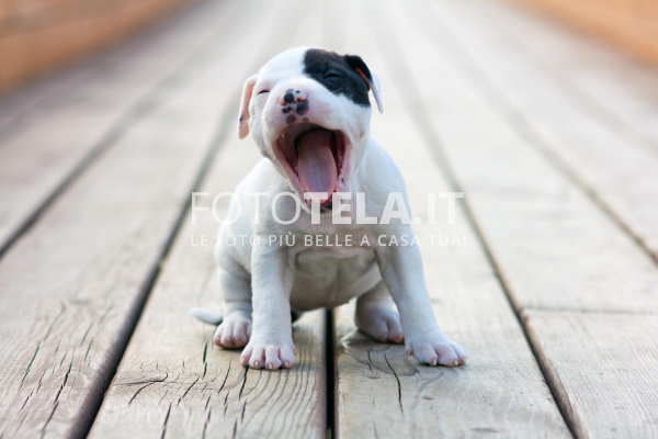 Foto Di Cane Fototelait